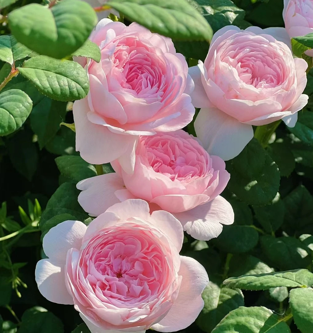 【瑞典女王】灌木月季花苗   多季开花浓香可爬可灌月季