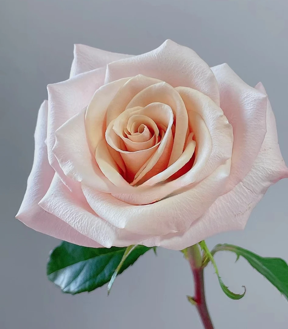 【珍珠贝母】灌木月季花苗  桔粉复古色切花月季盆栽地栽