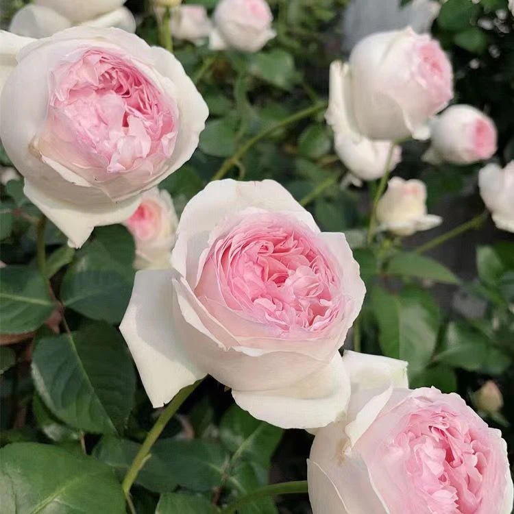 【伊芙乙女心】 灌木月季 伊芙系列大花浓香玫瑰