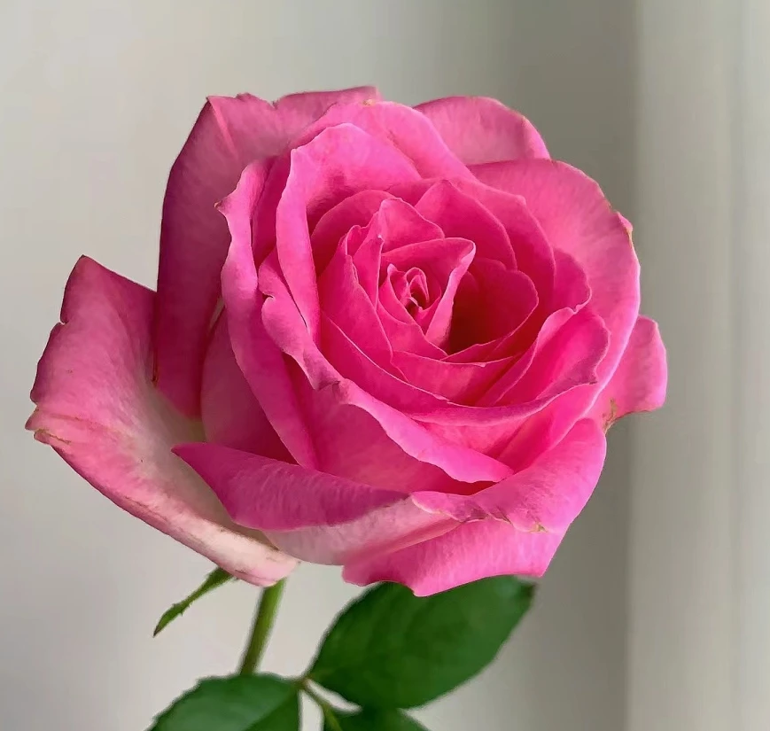 【糖果雪山】 灌木月季花苗