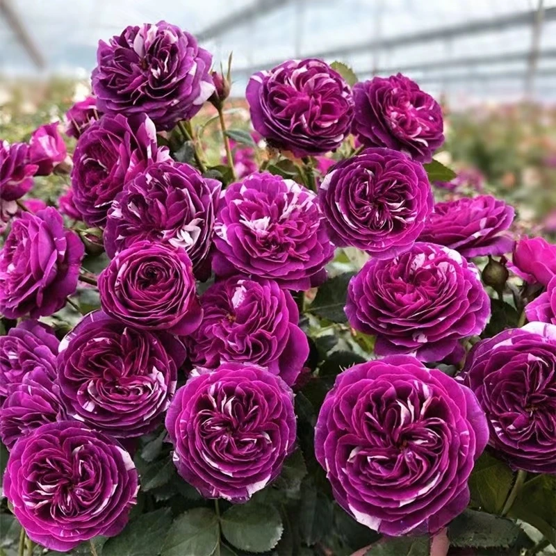 【芬芳宝石】灌木月季  阳台微月浓香条纹多头勤花品种