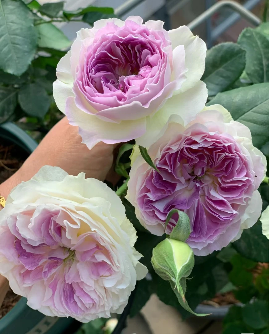 【蓝月石】 灌木月季花苗  河本多头浓香耐晒勤花盆栽地栽