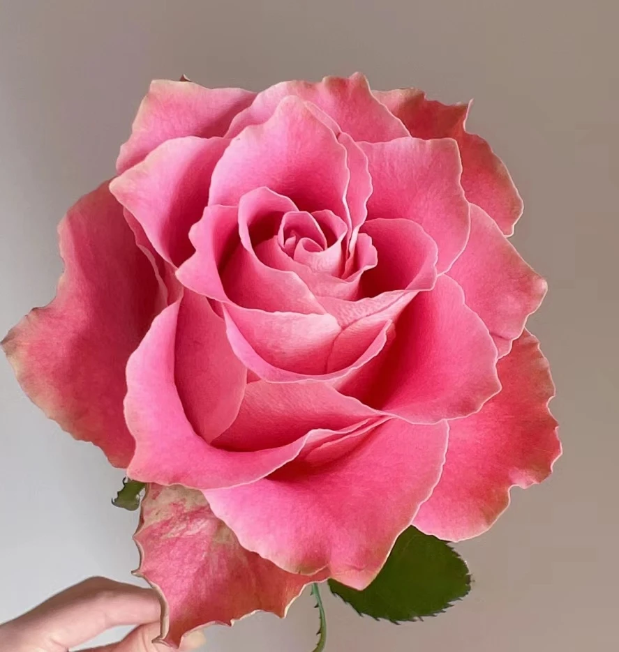 【日本故事】 灌木月季花苗  日本超新品直立切花耐热抗病多季节栽