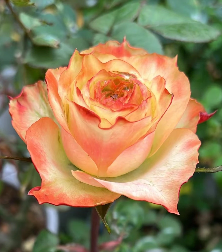 【阿凡达】灌木月季花苗  新品切花