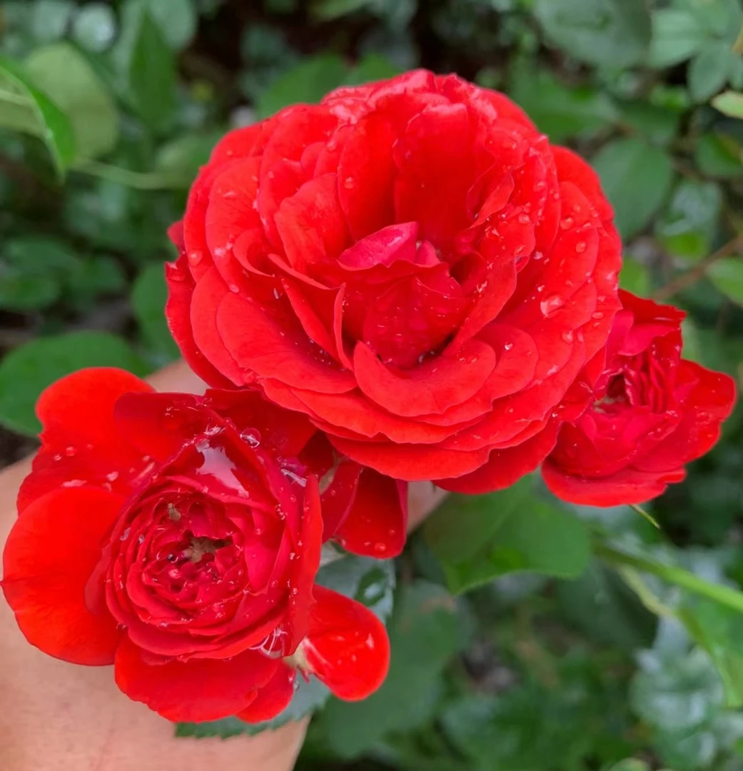 【奇卡门廊】灌木月季花苗  多头丰花直立性好耐热抗病盆栽地栽