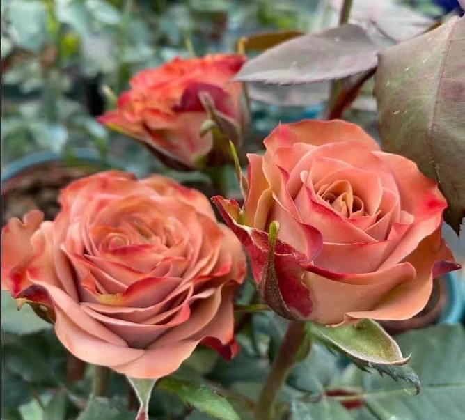 【卡布奇诺】  灌木复古色多季大花切花月季花苗