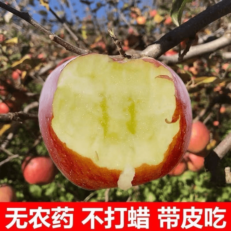 大凉山高原甜苹果现摘现发高山原生态丑苹果5/10斤