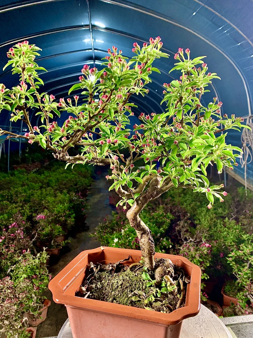 唐美林精品造型海棠花金弹子海棠果木瓜海棠直播室内盆栽盆景