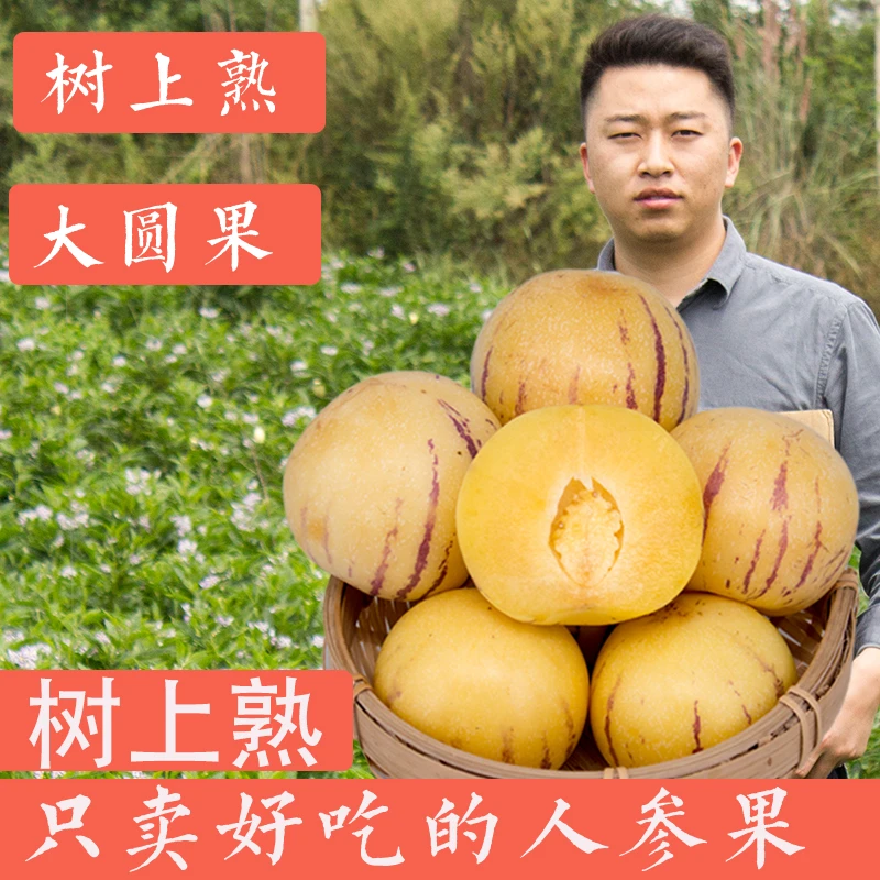 【树上自然熟，坏果包赔】云南石林人参果新鲜皮薄多汁清甜3/5/9斤