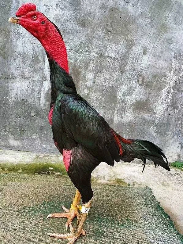 （改价链接）广西高质量斗鸡