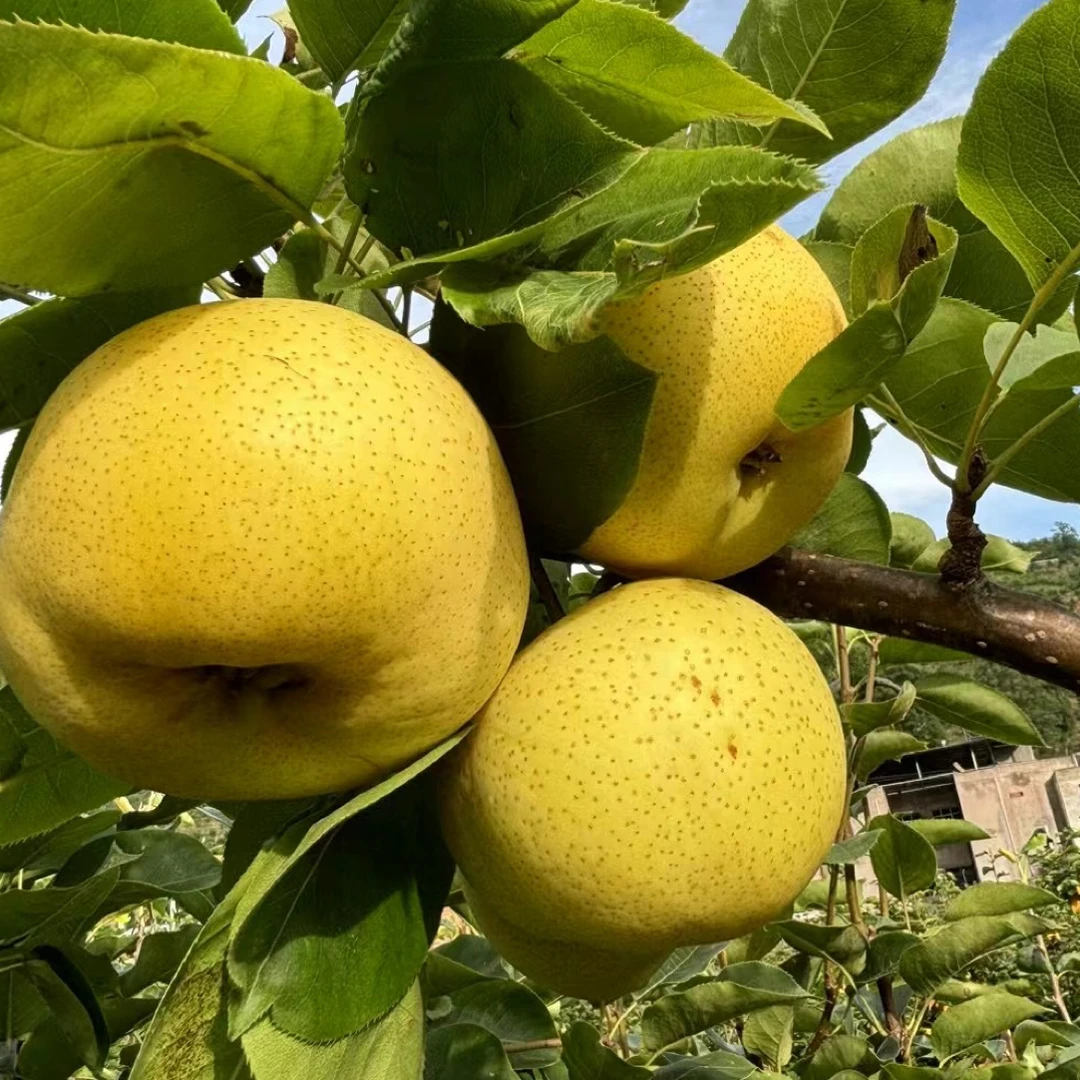 巫山翠冠梨  新鲜水果 果园现摘现发