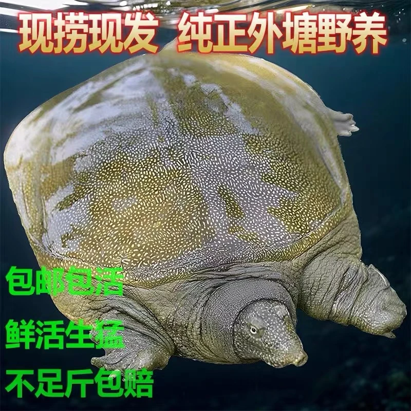 青黄背外塘甲鱼现抓现发红烧清蒸包活到家