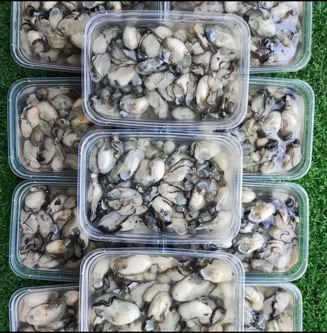 福建石头小海蛎现剥生蚝珠蛎闽南蚵仔煎潮汕蚝烙海鲜新鲜海鲜干货
