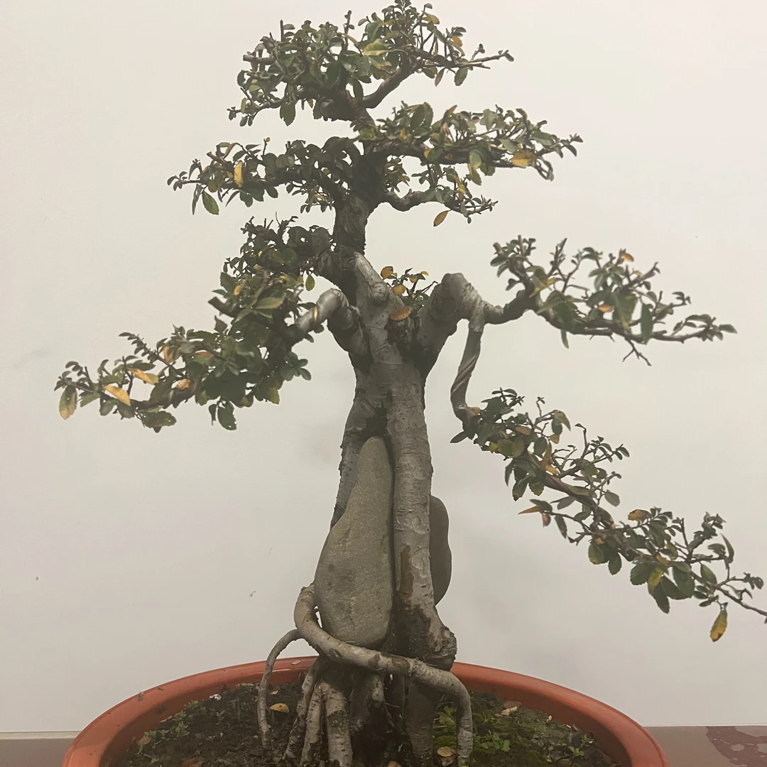 （浪漫七夕礼一物一拍）原生精品盆景枫树，榆树，雀梅等杂木老桩盆景