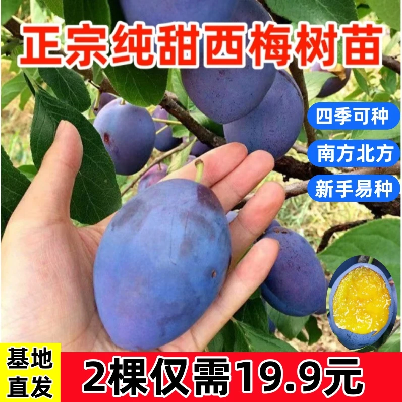 【2颗】西梅李子树苗嫁接蓝蜜西梅果树苗特大李子树南北方盆栽地栽