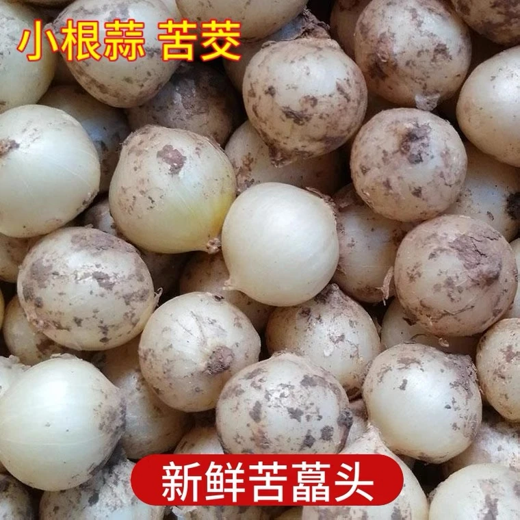四川新鲜苦藠小根蒜团葱苦藠小蒜头四川茭头野葱头薤白(特大果）