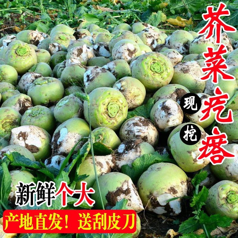 芥菜疙瘩咸菜新鲜现挖包邮10斤蔬菜腌制芥菜头东北包心大头菜嘎子
