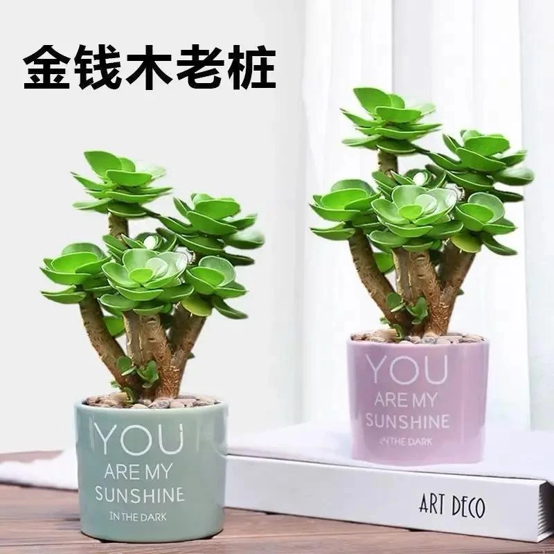 金钱木老桩多肉植物新款含盆桌面小绿植盆栽室内防辐射盆栽除甲醛