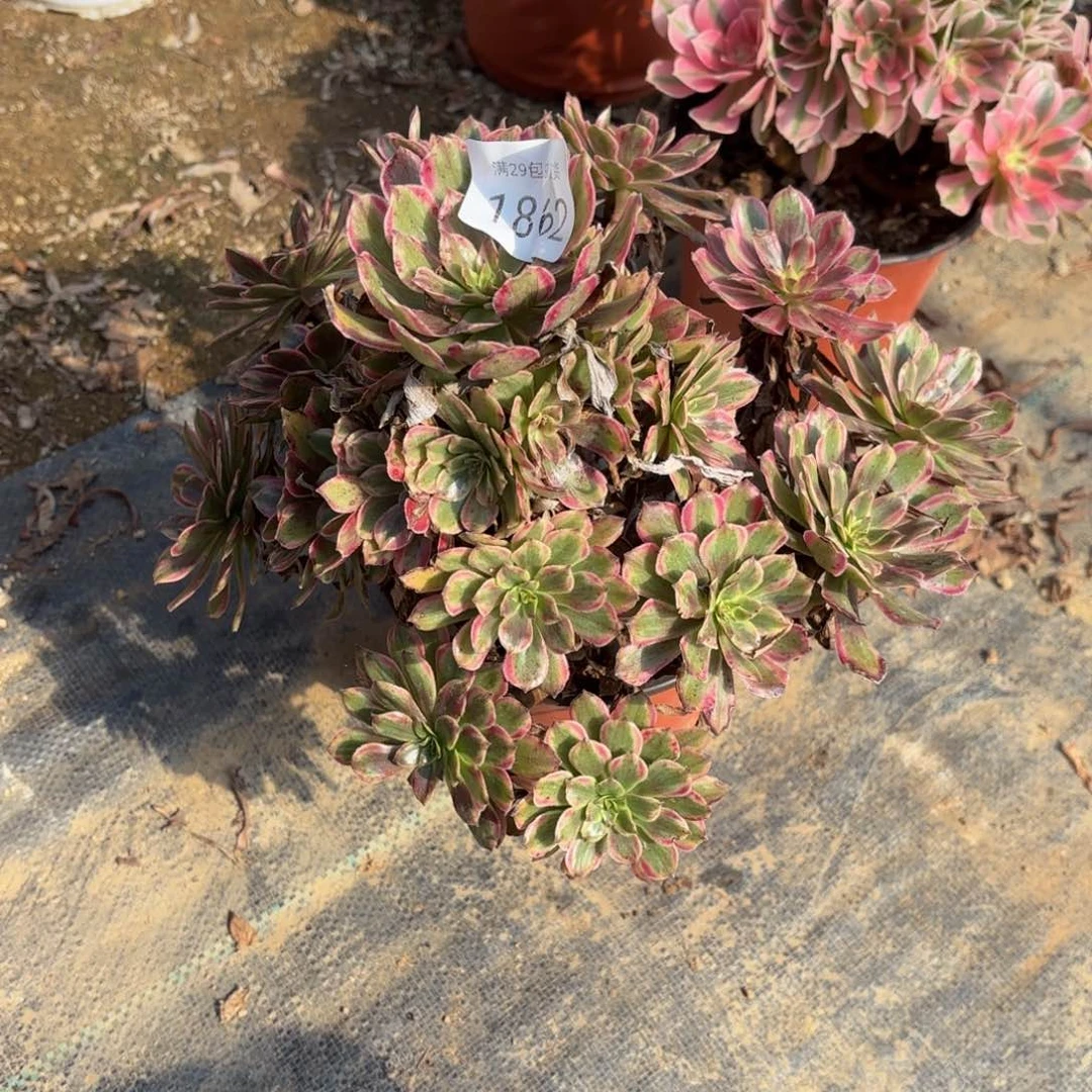 糖果粉黛多肉法师1862