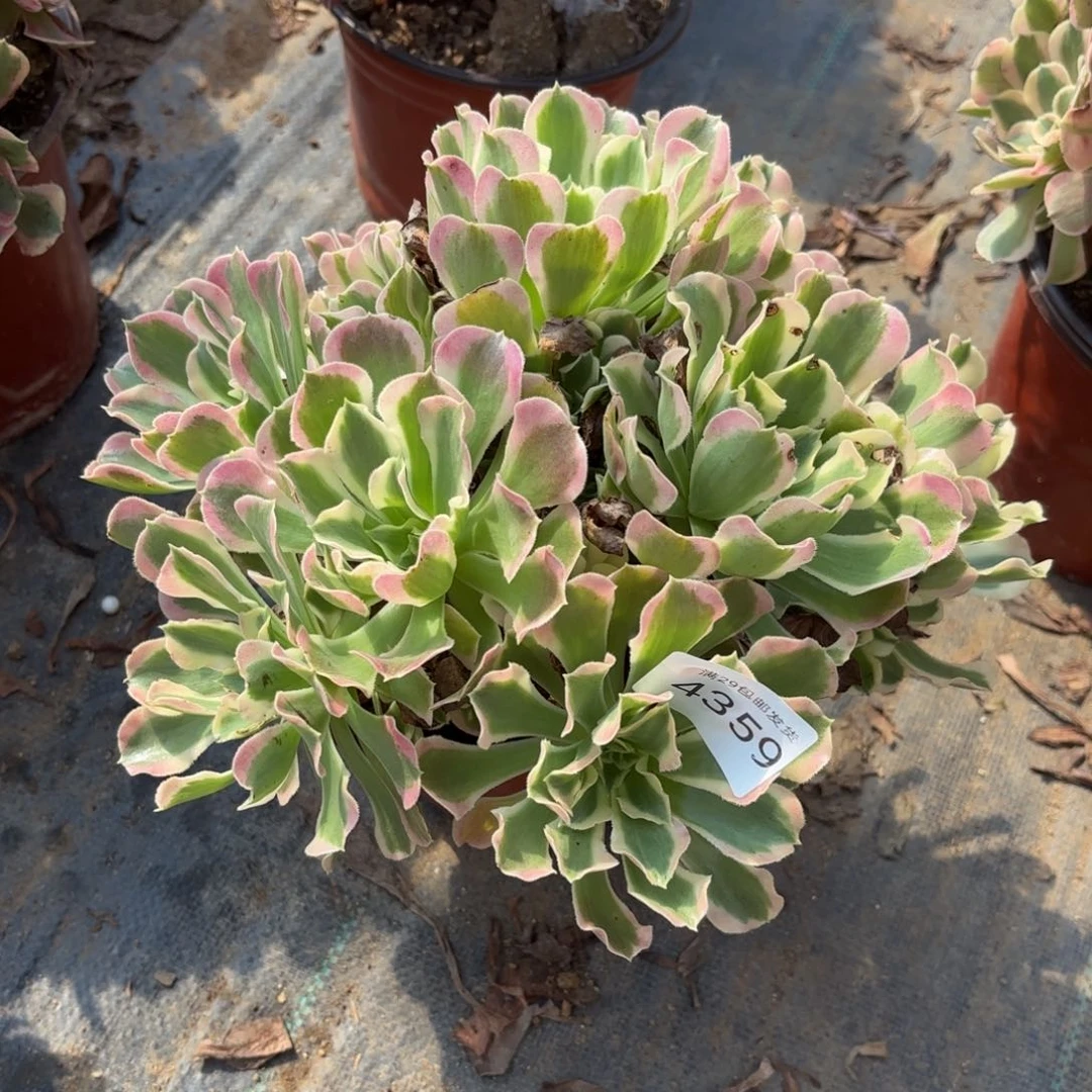 白凤多肉法师4359