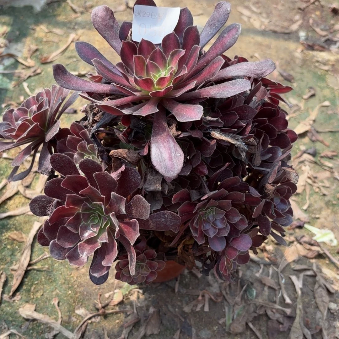 花娜锦阴阳多肉法师0581