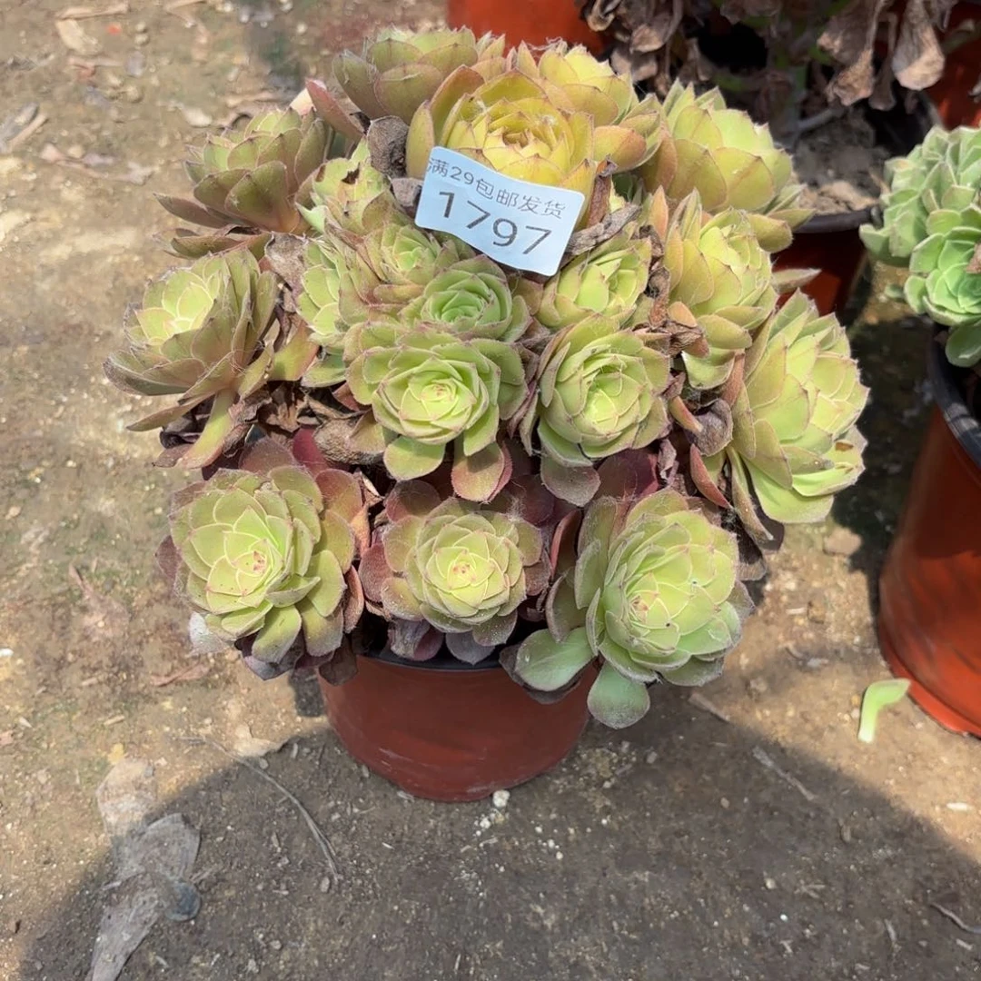 桃花石多肉法师1797