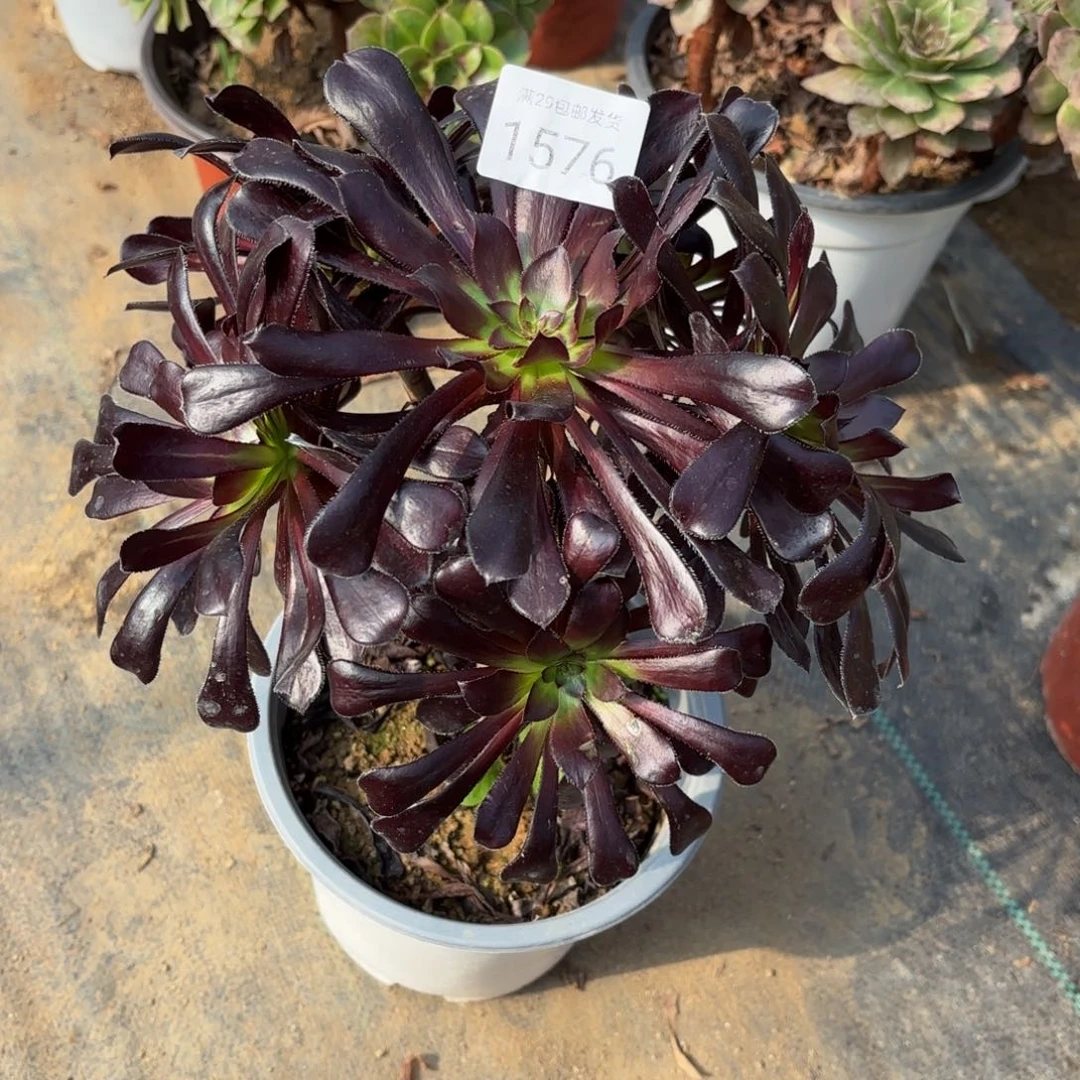 墨法师多肉法师1576