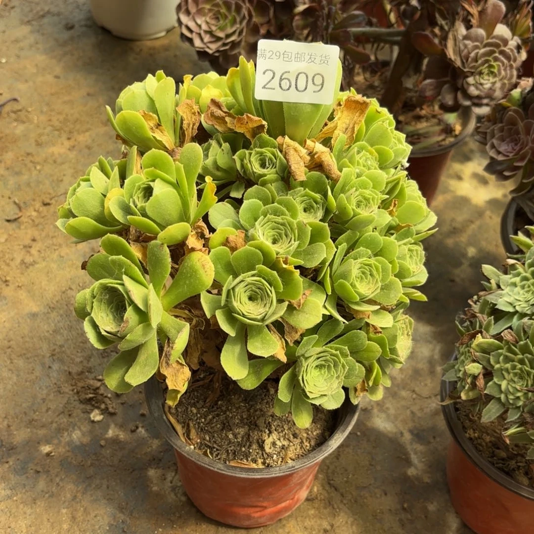 绿羊绒多肉法师多肉2609
