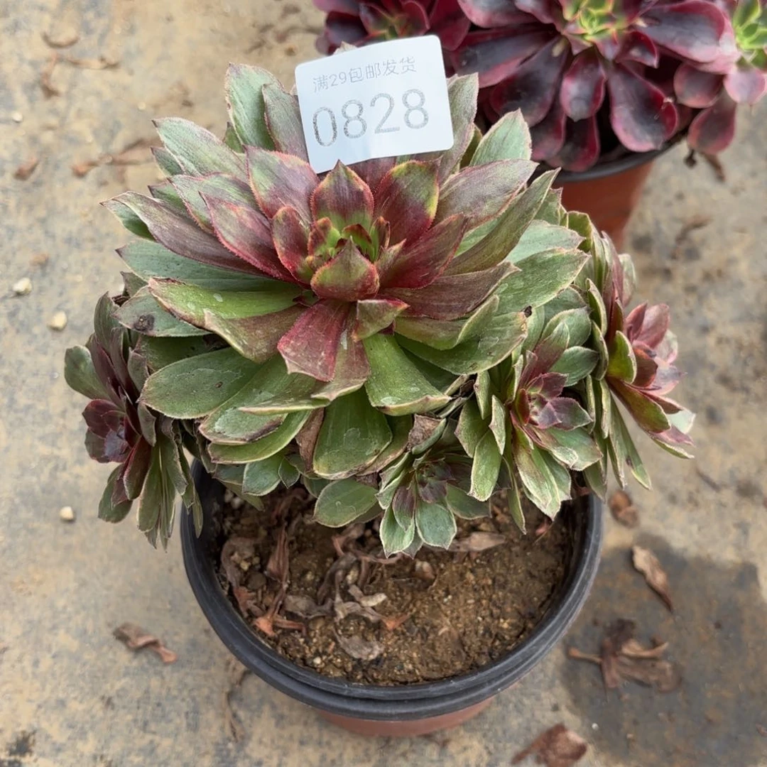 红霞红丝绒多肉0828