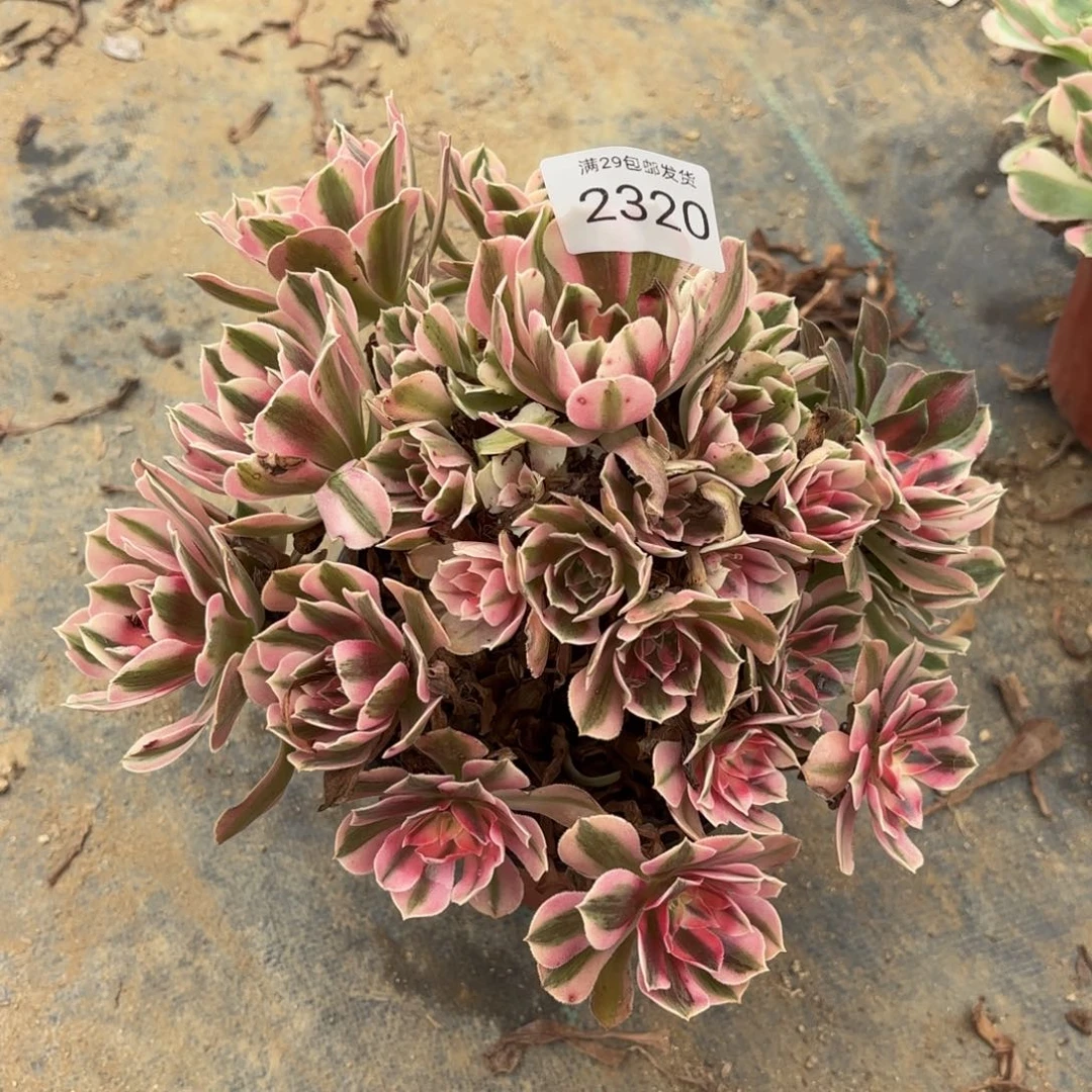 粉女巫阴阳多肉2320