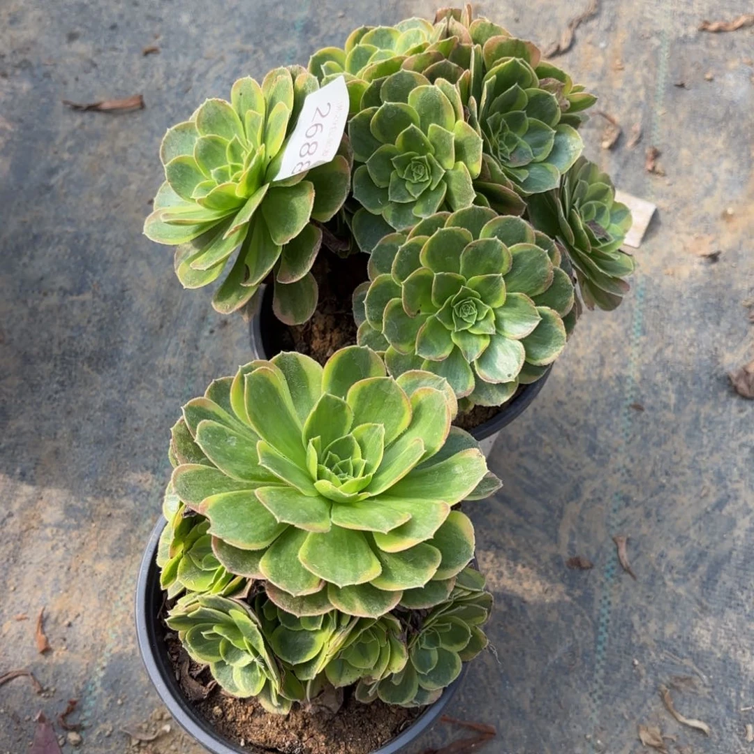 2颗多肉法师2688