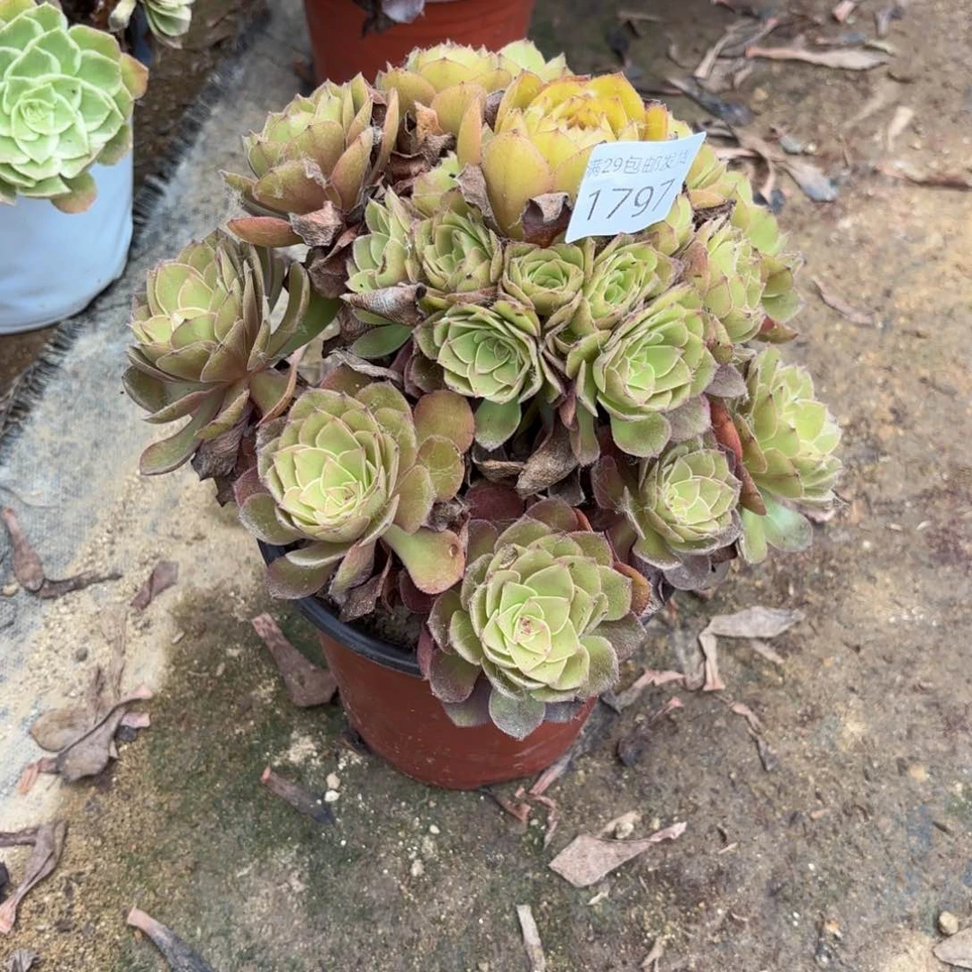 桃花石多肉法师1797