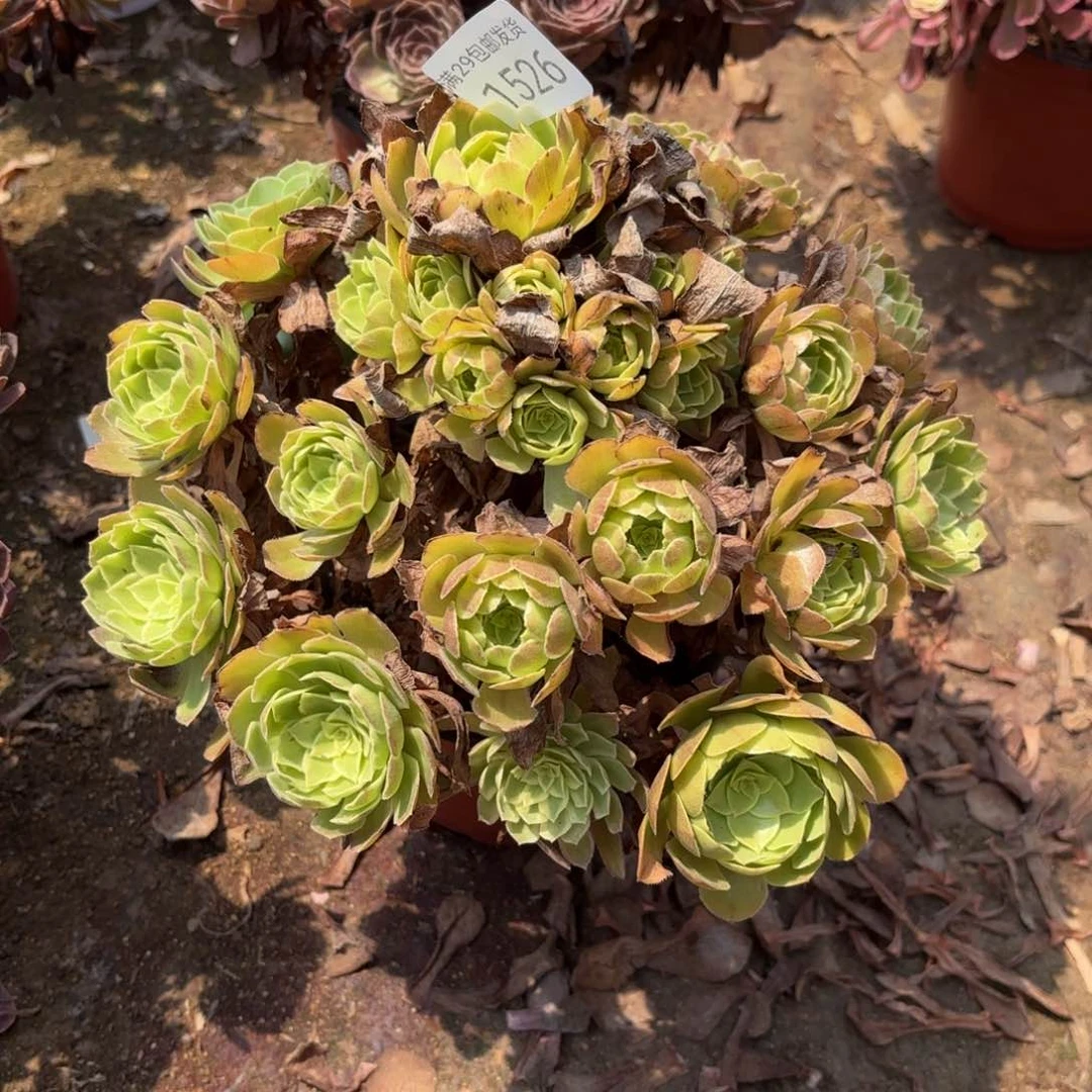 莲花座多肉法师1526