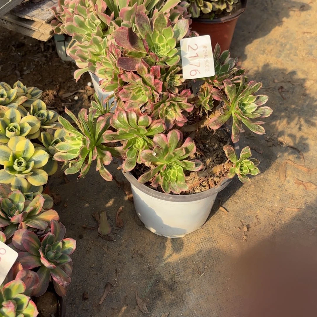 天河多肉法师2176