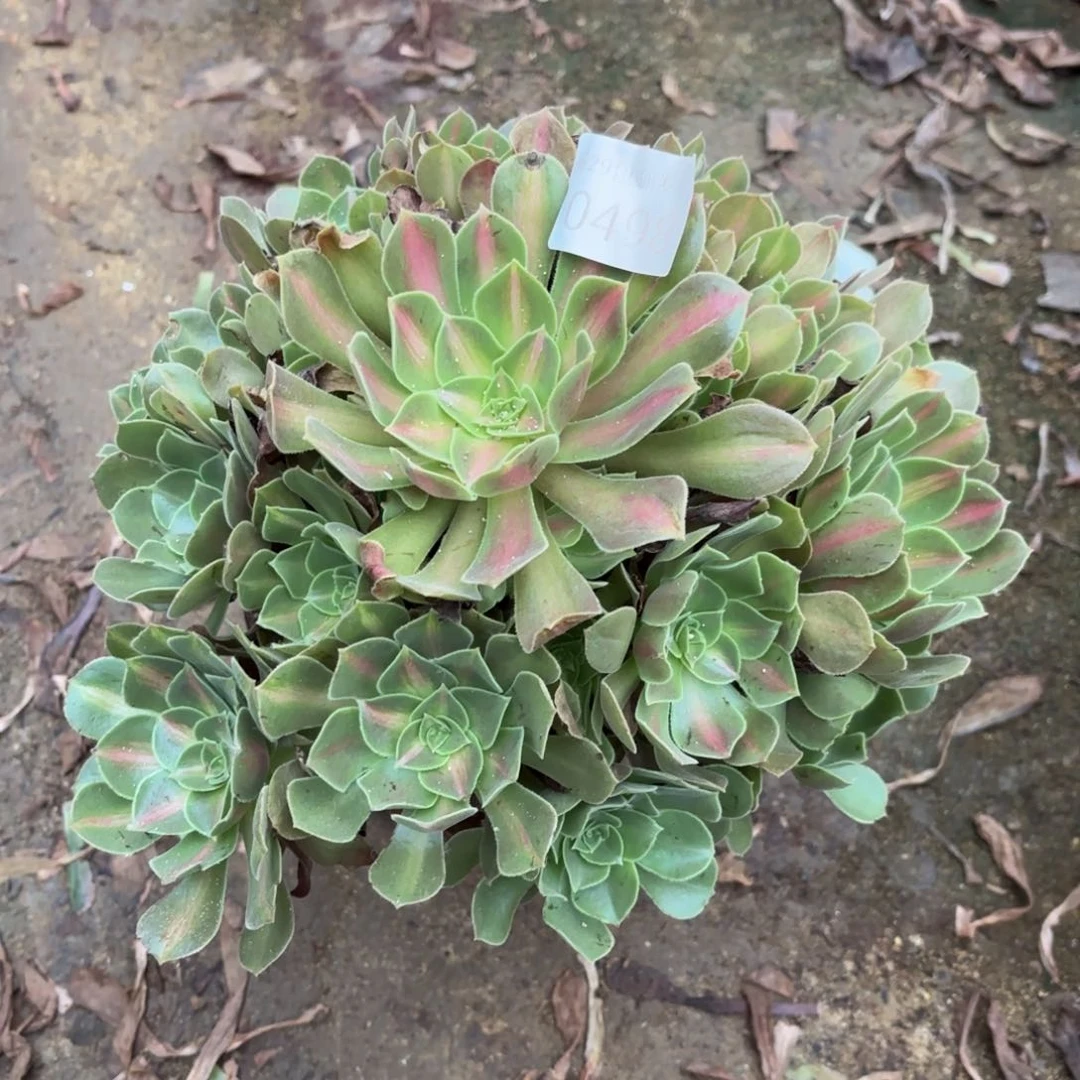 粉女巫七彩中班多肉0498