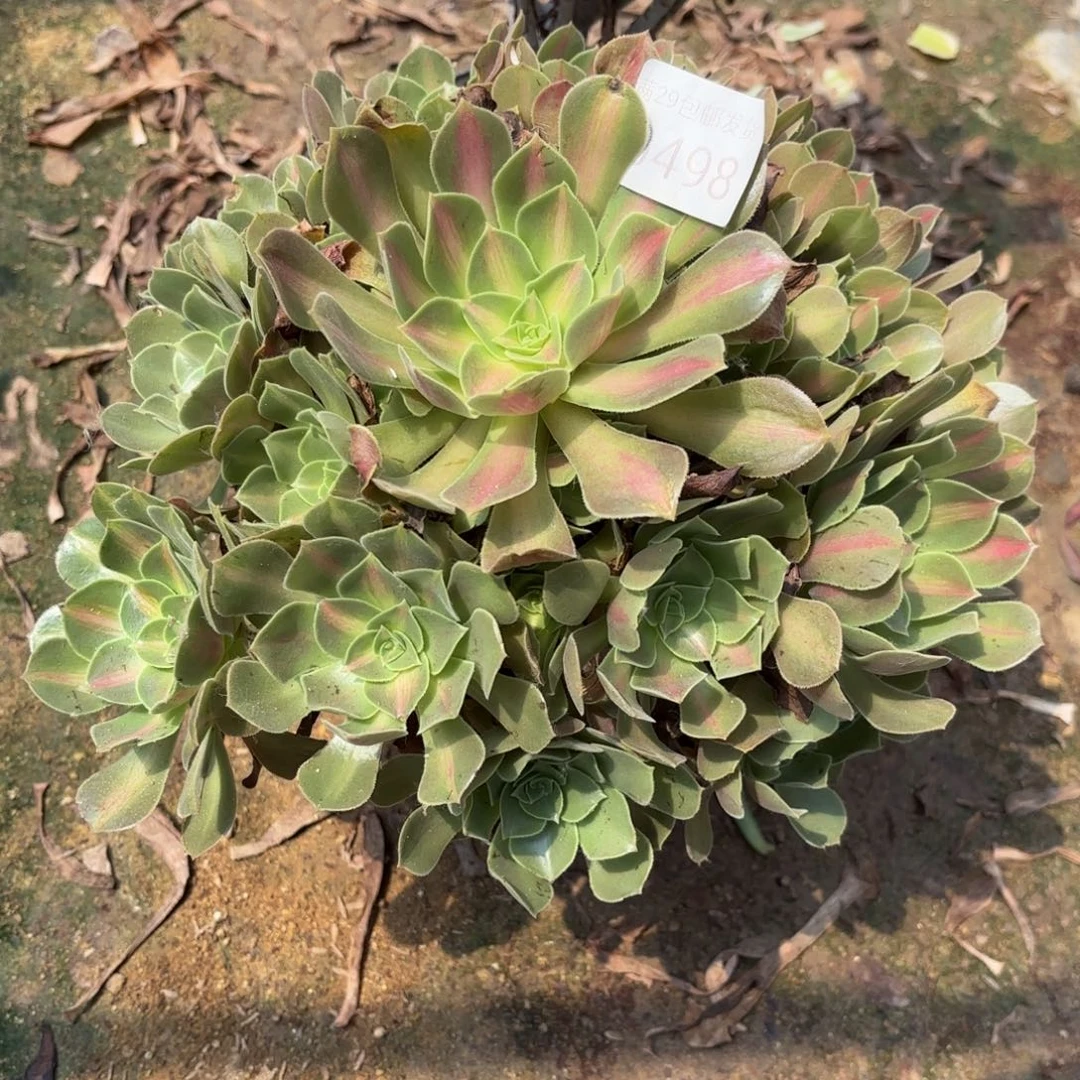 粉女巫七彩中班多肉0498
