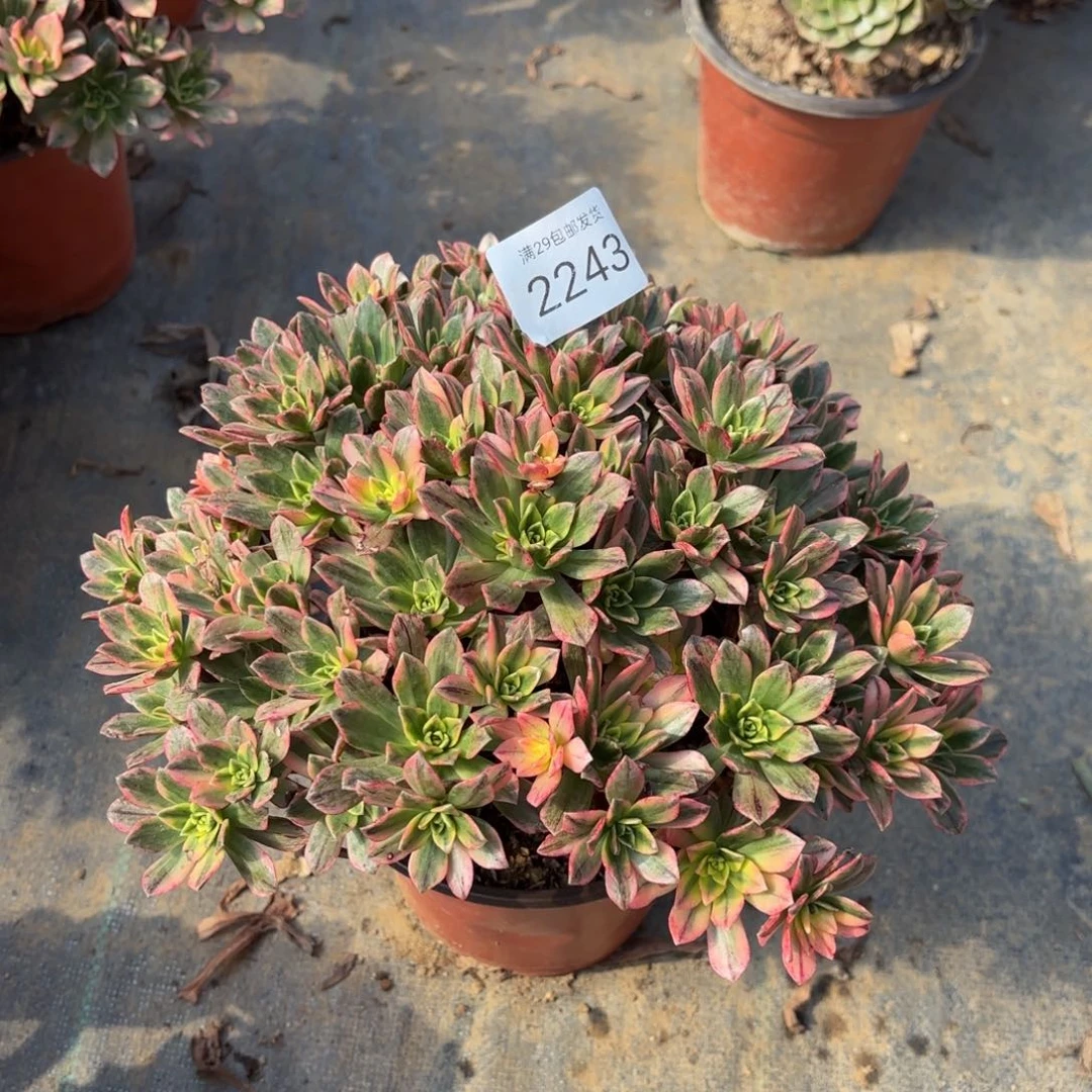 甜茶多肉法师2243