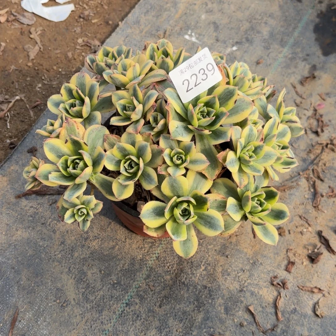 星爆多肉法师2239