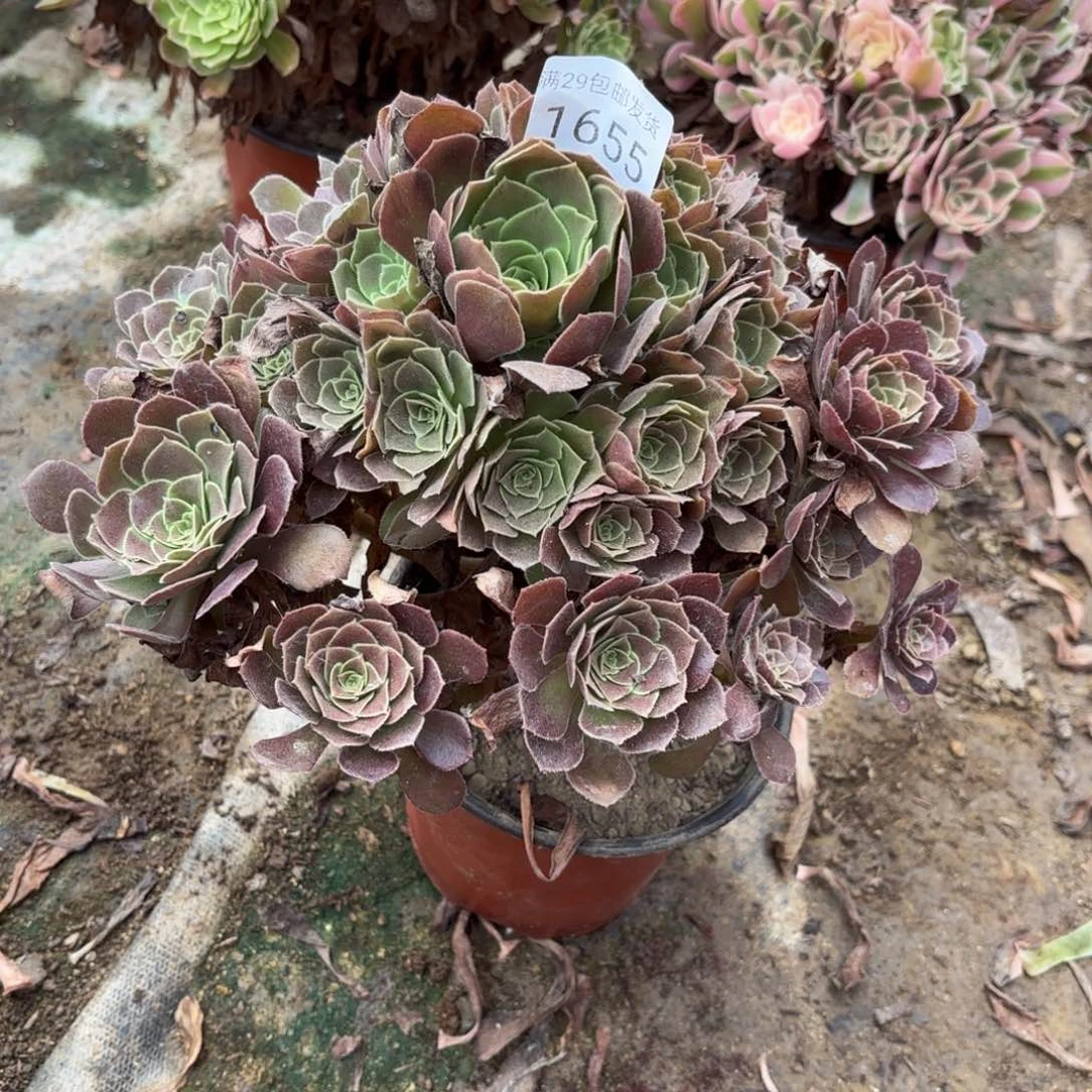 荷兰玫瑰多肉法师1655