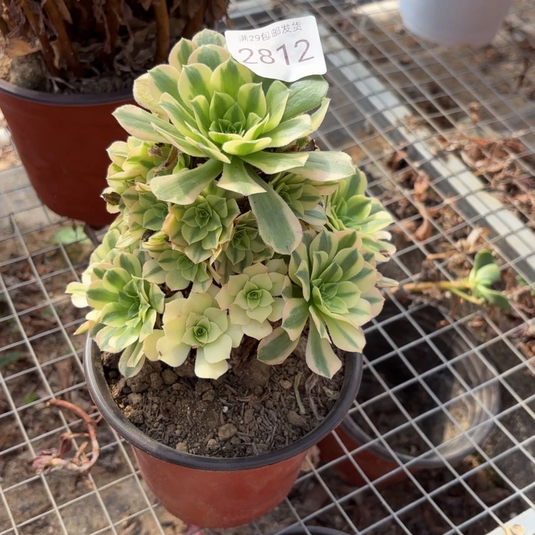 金丝翡翠多肉法师2812