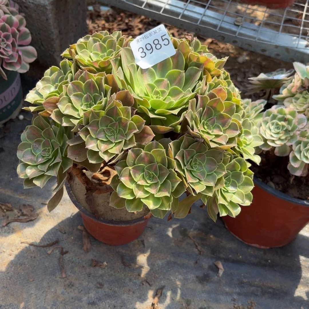 粉女巫七彩中班多肉3985