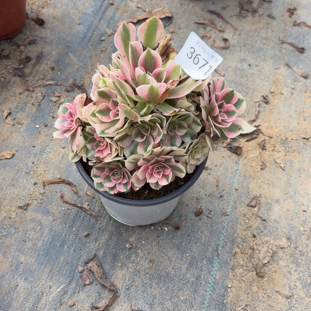 粉女巫多肉法师3671