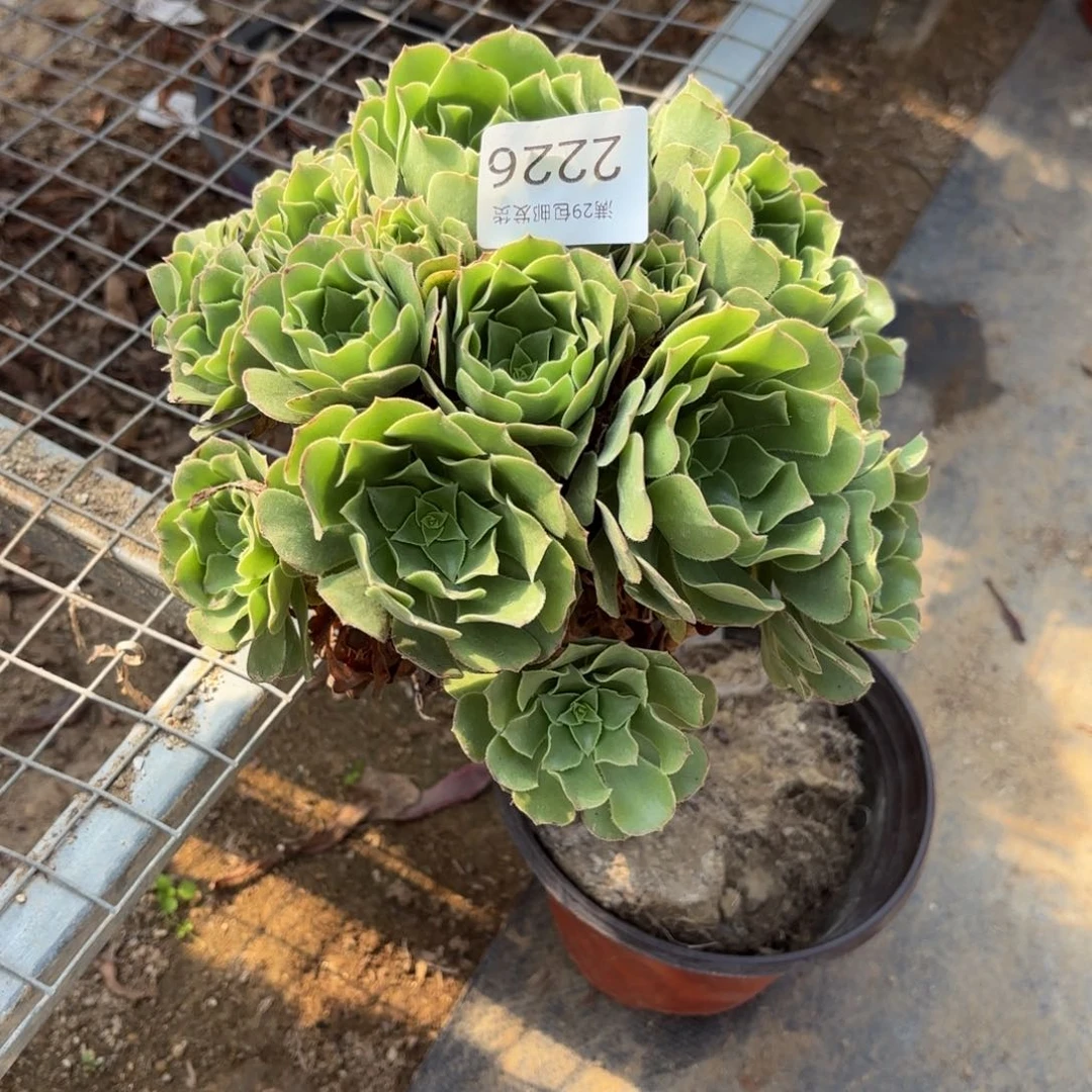 绿羊绒多肉法师2226