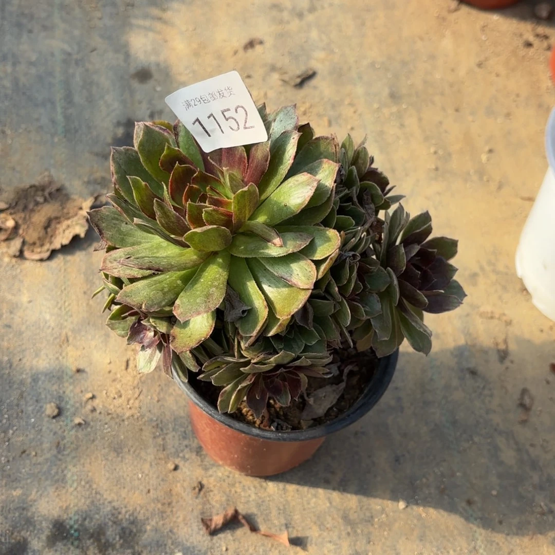 红霞多肉法师1152