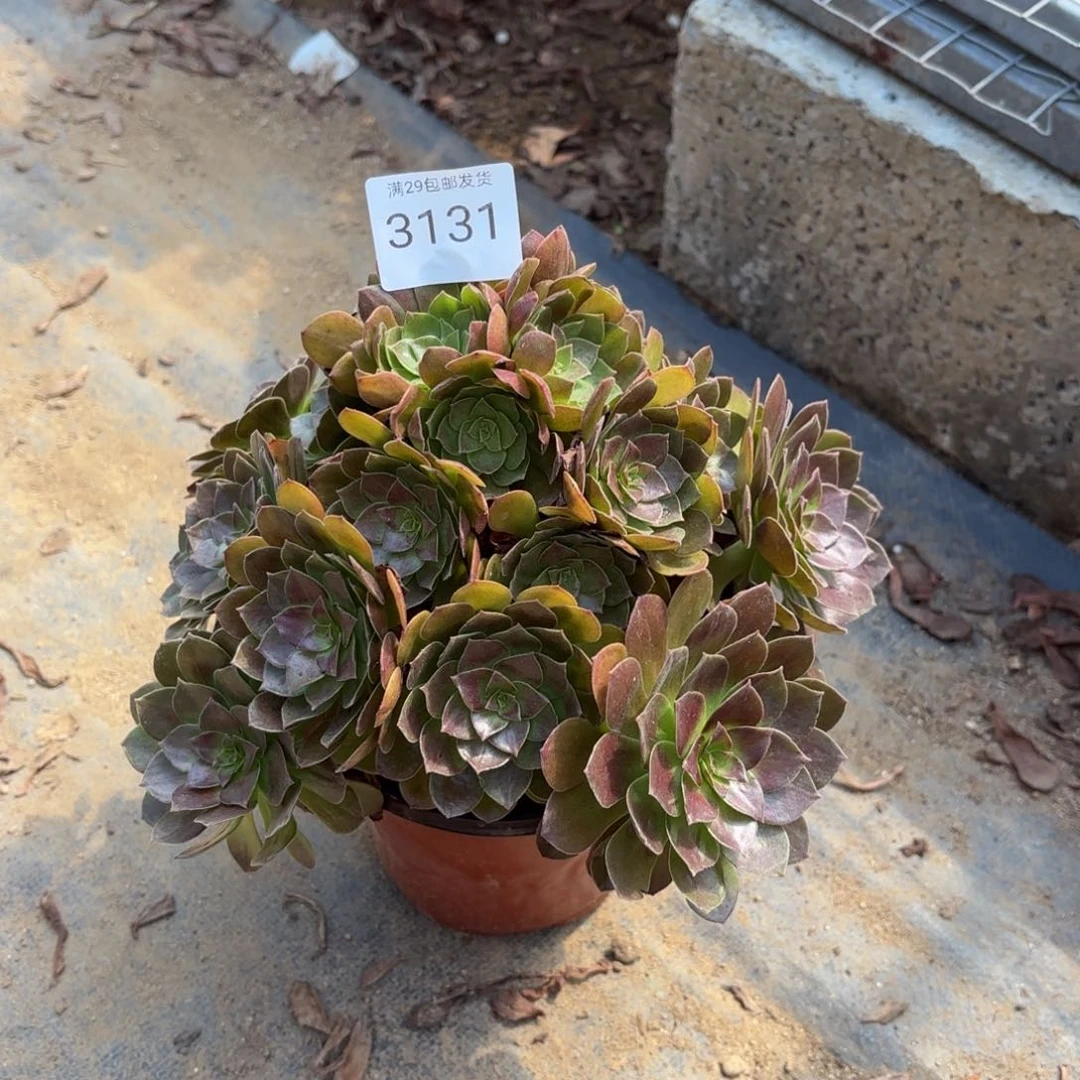 赤焰莲多肉法师3131