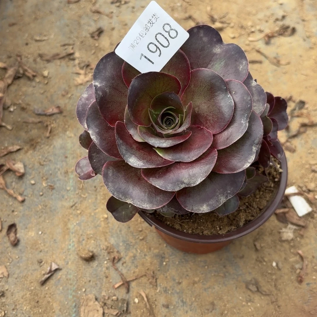 魅金玫瑰多肉法师1908