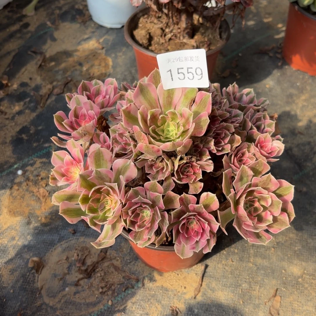 粉女巫多肉法师1559