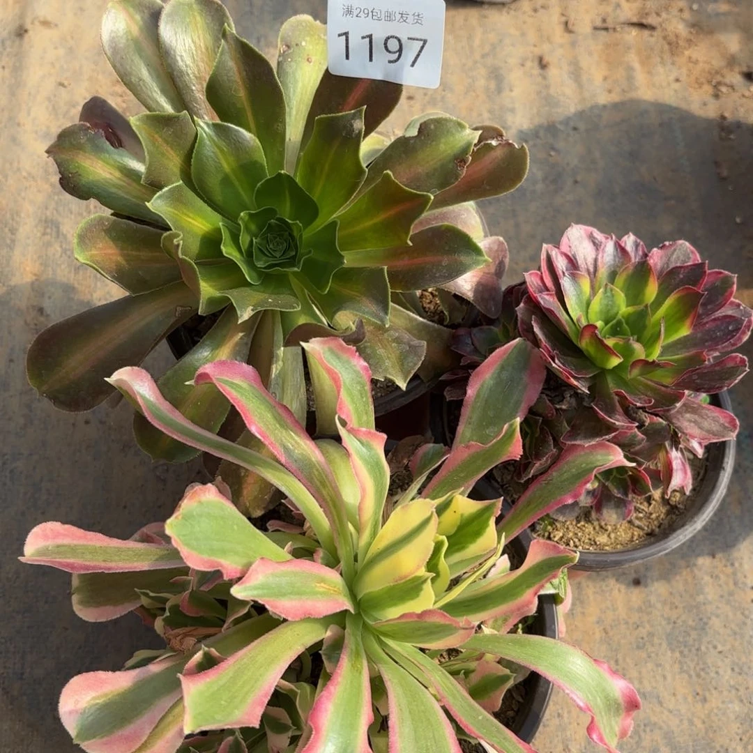 3颗多肉法师1197