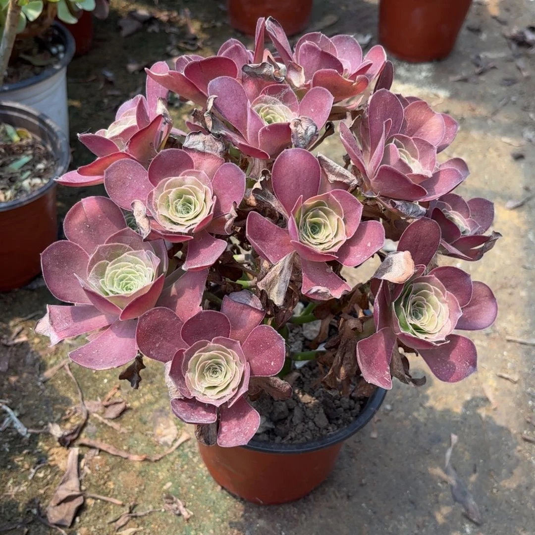 魅金玫瑰多肉法师1783