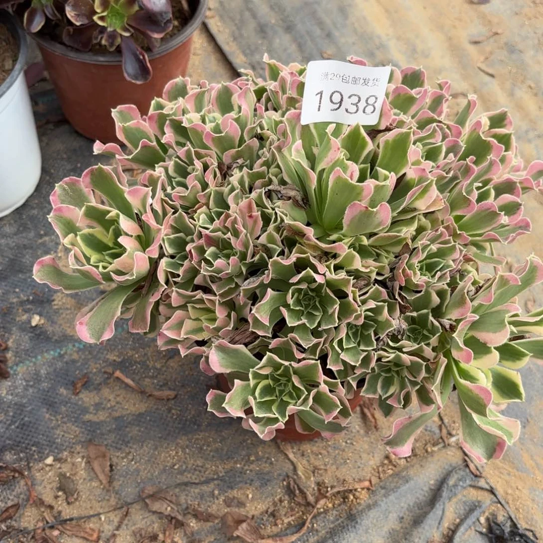 白凤多肉法师1938